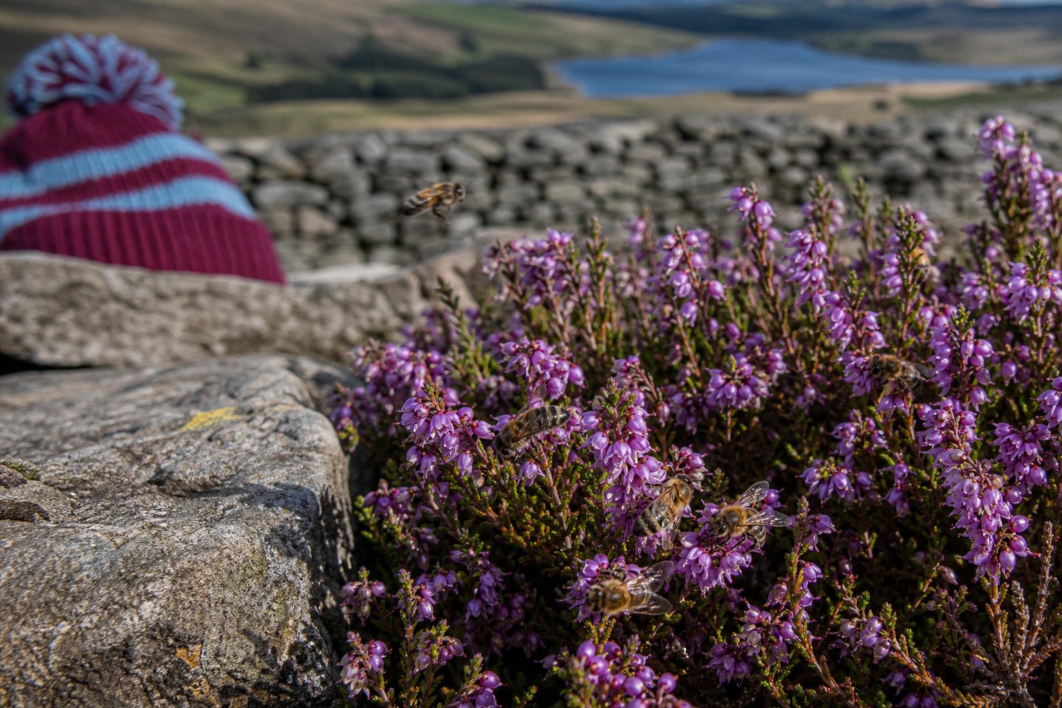 Honeybees on purple heather beside a dry-stone wall on moorland (picture made with AI)