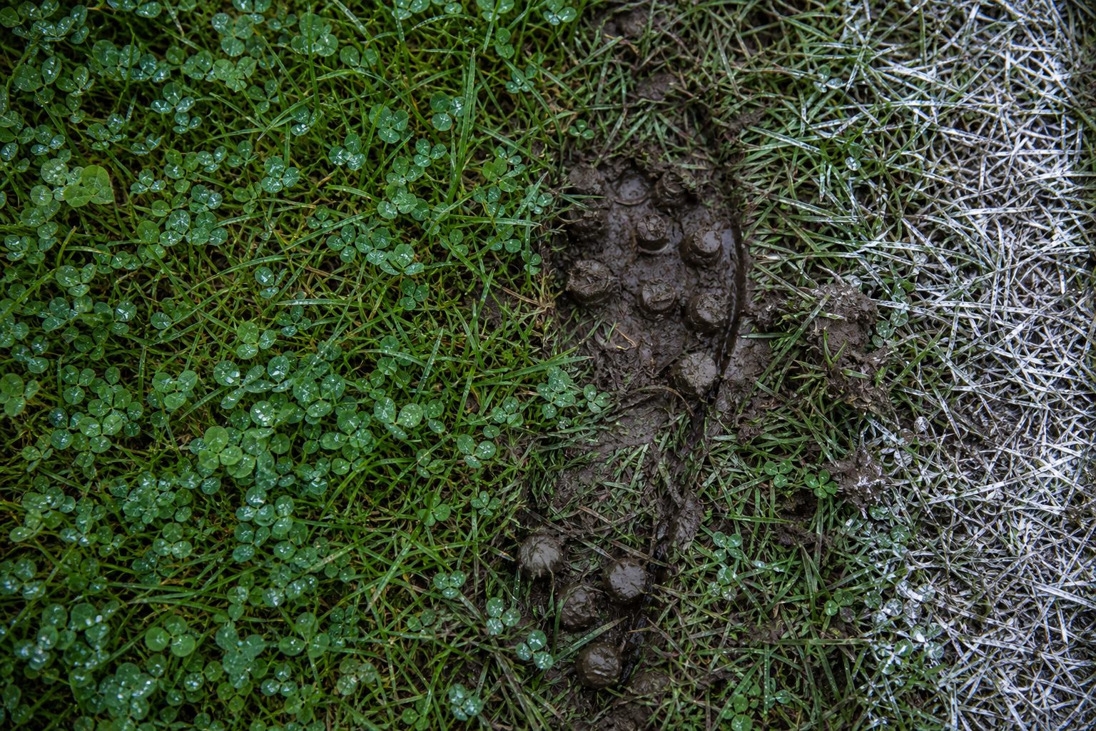 Wild clover in wet grass beside a white touchline with a boot print (picture made with AI)