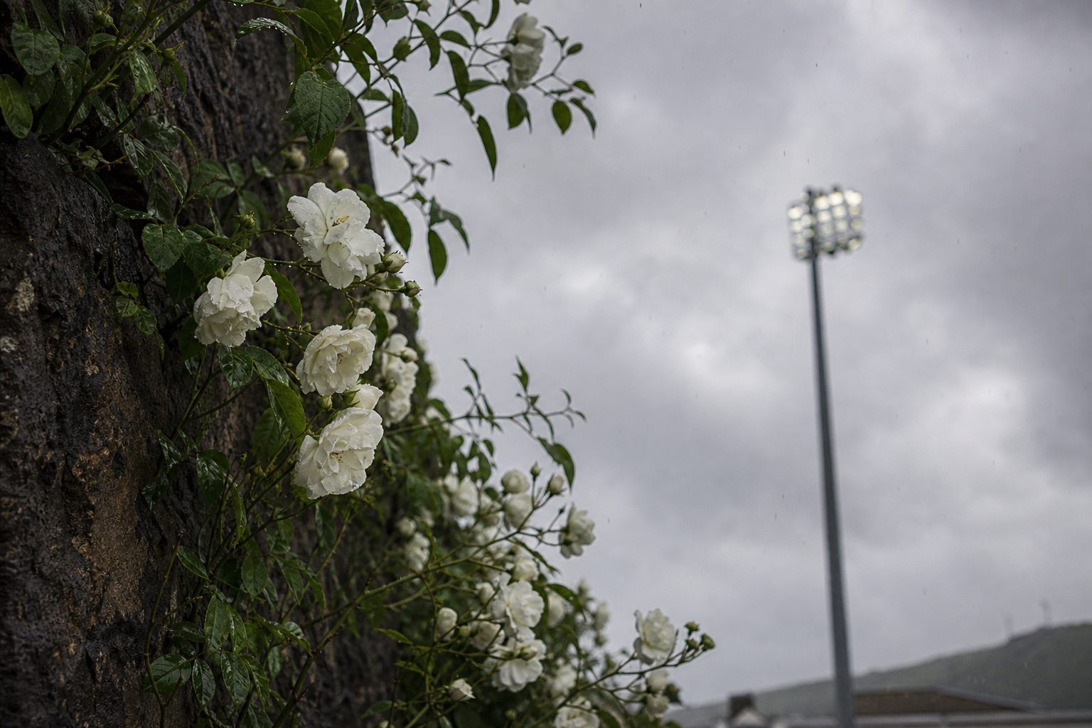 White roses on a wet stone wall with a floodlight pylon behind (picture made with AI)