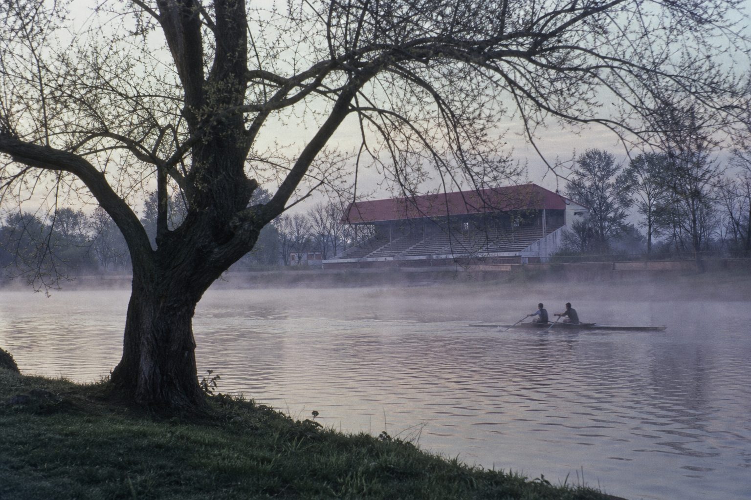 Old oak tree on a misty riverbank at dawn with a football stand on the far side (picture made with AI)